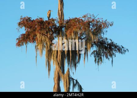 USA, tiefer Süden, Louisiana, Atchafalaya Basin, Lafayette, Lake Martin, Der Reiher sitzt auf dem Zypressenbaum Stockfoto