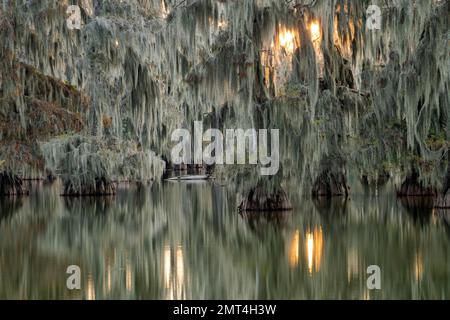 USA, tiefer Süden, Louisiana, Lafayette, Lake Martin, Zypressenbaum mit spanischem Moos Stockfoto