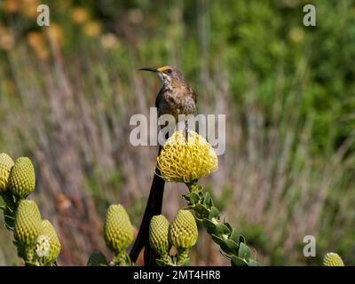 Cape Sugarbird (Promerops cafer) hoch oben auf einer Pikissonenblume in den Kirstenbosch Botanischen Gärten Kapstadt Südafrika Stockfoto