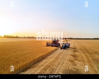 Antenne des überladenen Korns vom Mähdrescher zum Kornkastenanhänger auf dem Feld des Traktors. Erntemaschinenlautsprecher, der geernteten Weizen in einen Kastenaufbau gießt Stockfoto