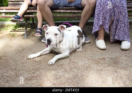Der weiße amerikanische stanford-Hund liegt auf dem Boden. Sehr ruhig Stockfoto