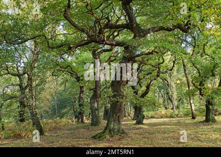 Die Eichen in Brocton Coppice, England, im frühen Abendlicht Stockfoto