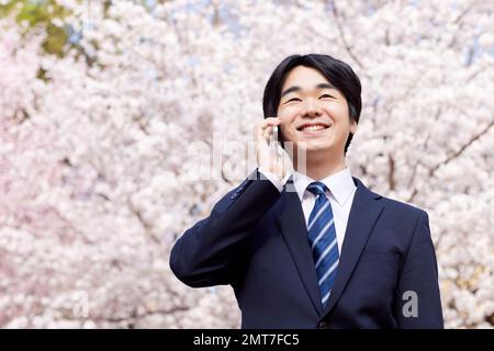 Japanischer Geschäftsmann mit Kirschblüten in voller Blüte Stockfoto