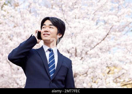 Japanischer Geschäftsmann mit Kirschblüten in voller Blüte Stockfoto