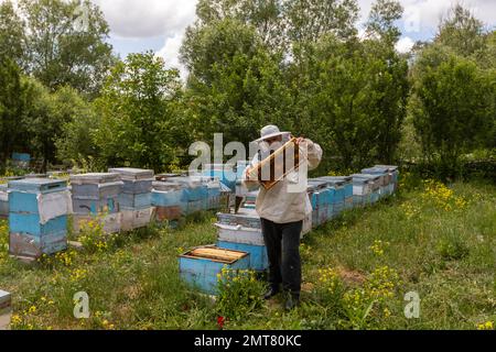 Erzincan, Türkei, 2. Juli 2022: Der Imker hält eine Honigzelle mit Bienen in den Händen. Bienenzucht. Bienenhaus. Arbeitende Bienen auf Honigwaben. Bienen wirken auf C. Stockfoto