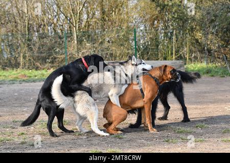 Eine Nahaufnahme von reinrassigen Hunden in Halsband, die in einem Sommerpark miteinander spielen Stockfoto