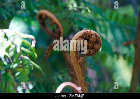 Nahaufnahme der entfalteten Baby-Koru-Silberfarnfront im einheimischen Busch, Neuseeland Stockfoto