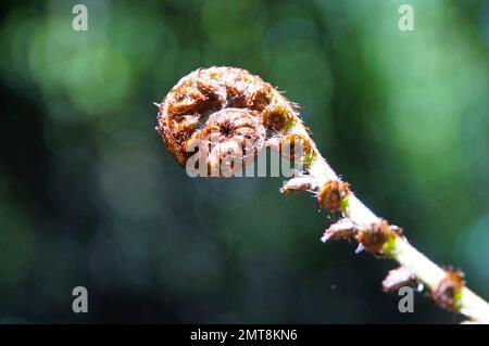 Nahaufnahme der entfalteten Baby-Koru-Silberfarnfront im einheimischen Busch, Neuseeland Stockfoto