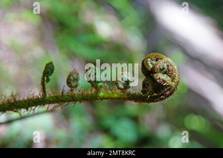 Nahaufnahme der entfalteten Baby-Koru-Silberfarnfront im einheimischen Busch, Neuseeland Stockfoto