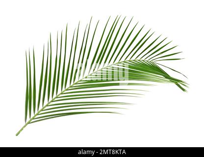 Wunderschöne üppige tropische Blätter, isoliert auf Weiß Stockfoto