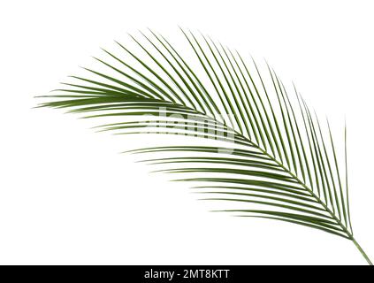 Wunderschöne üppige tropische Blätter, isoliert auf Weiß Stockfoto