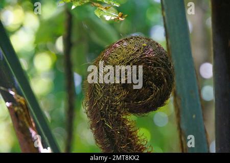 Nahaufnahme der entfalteten Baby-Koru-Silberfarnfront im einheimischen Busch, Neuseeland Stockfoto