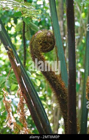 Nahaufnahme der entfalteten Baby-Koru-Silberfarnfront im einheimischen Busch, Neuseeland Stockfoto