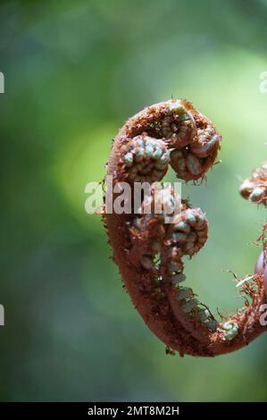 Nahaufnahme der entfalteten Baby-Koru-Silberfarnfront im einheimischen Busch, Neuseeland Stockfoto