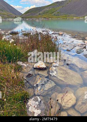 Klares Wasser mit Pflanzen und Steinen türkisfarbener See Karakabak vor dem Hintergrund von Gipfeln und Steinklippen während des Tages in Altai im Sommer. Stockfoto