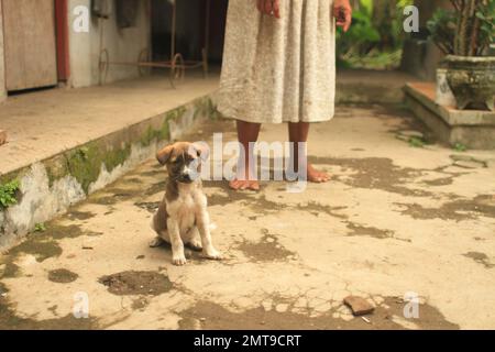 Ein kleiner Bali Dog Welpe in einem balinesischen Dorf, der mit seinem Besitzer im Hintergrund in die Kamera schaut. Stockfoto