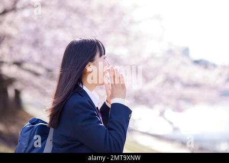 Japanisches Highschool-Porträt mit Kirschblüten in voller Blüte Stockfoto