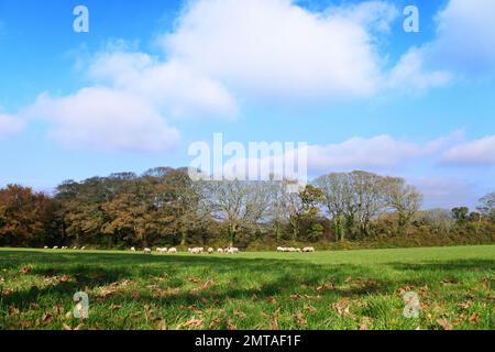 Flock of sheep grazing in a Cornish field, UK - John Gollop Stockfoto