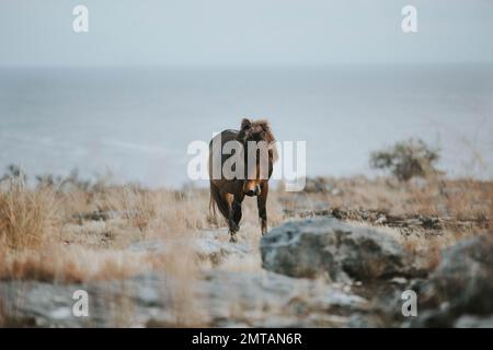 Ein einsames Wildpferd in Sumba, East Nusa Tenggara, Indonesien Stockfoto