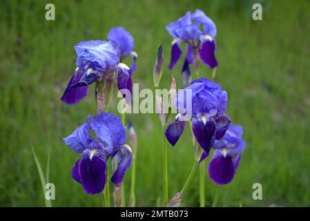 Iris germanica Blumen auf einem grasbedeckten Hang. Ein Strauß von lila und blauen Blumen. Stockfoto