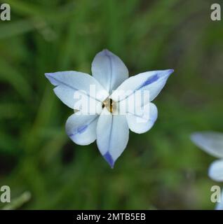 Kleine Sternblume Tristagma uniflorum. Blassblau, weiß und lila. Geformt durch sechs überlappende Blütenblätter drei mal drei. Stockfoto