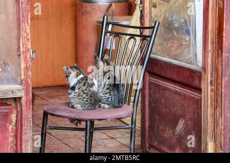 Katzen, zwei kleine Katzen, die auf dem Stuhl sitzen. Alte Möbel und alter Laden. Selektiver Fokus auf die Kätzchen. Lustiges Tierkonzept und Idee. Stockfoto