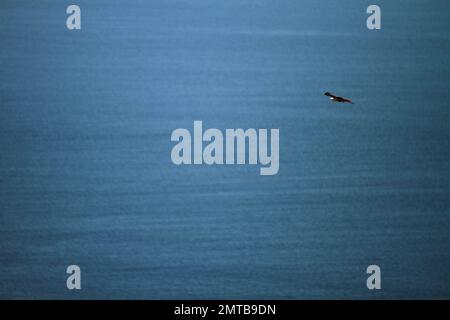 Ein Adler, der durch den Himmel im Komodo-Nationalpark, Indonesien, schwebt Stockfoto