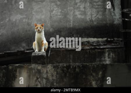 Eine streunende Katze, die auf einer Mauer in Yogyakarta, Zentraljava, Indonesien sitzt. Stockfoto