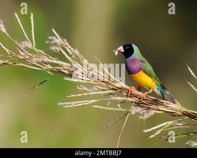 Schwarzkopffink, männlicher gouldian-Finch, der Gamba-Gras in Darwin, Nordgebiet, Australien, 2022 ernährt Stockfoto