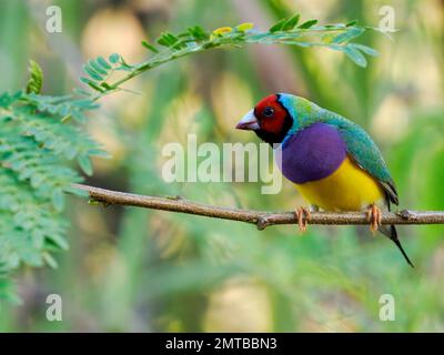 Rothaariger gouldian-Finke in Darwin, Nordgebiet, Australien, 2022 Stockfoto