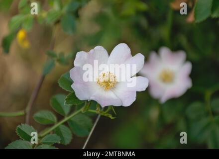 Makrofoto der Rosa-Canina-Blume. Blassrosa und weiße Blütenblätter. Stockfoto