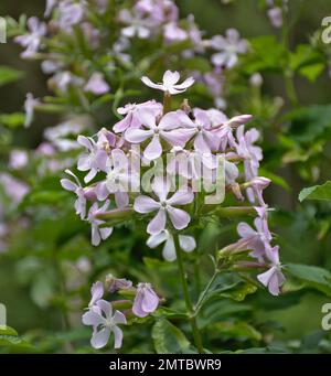 Seifenpflanze in voller Blüte (Saponaria officinalis). Beim Reiben der Blumen mit den Händen kommt Seife heraus. Stockfoto