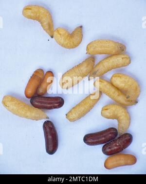 Potter-Wespen-Larven der Familie Eumeninae. Sceliphron curvatum. Eier und Larven auf weißem Hintergrund. Stockfoto