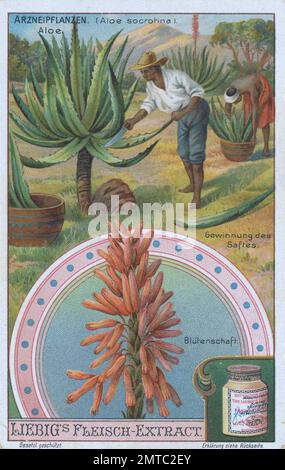 Bilderserie die Zubereitung von Arzneipflanzen, Aloe, Aloe socotrina, Gewinnung des Pflanzensaft und Blüte, digitale Restaurierte Reproduktion eines Sammelbildes von Ca 1900, gemeinfrei, genaues Datum unbekannt / Stockfoto