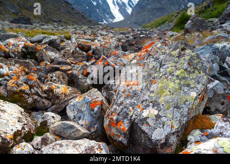 Steine bedeckt mit farbenfrohem orangefarbenem und grünem Moos vor dem Hintergrund von Bergen mit Schnee und Gletschern. Stockfoto