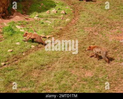 Zwei junge Braunbären spielen gegen Ursus arctos Cabarceno Natural Park Penagos Cantabria Spanien Stockfoto