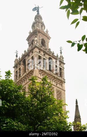 Glockenturm der Kathedrale der Heiligen Maria von Sevilla Andalusien Spanien Stockfoto