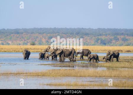 Afrikanische Elefantenherde, Loxodonta africana, Elefanten, die den Fluss überqueren, trinken und baden. Chobe River, Chobe National Park, Botswana, Afrika Stockfoto