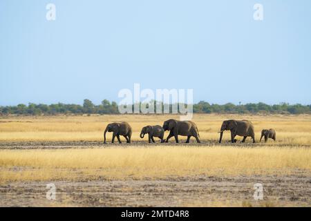 Malerischer Blick auf die Elefantenherde Loxodonta africana, die die Etosha-Salzpfanne von rechts nach links in einer Linie überquert. Etosha-Nationalpark, Namibia, Afrika Stockfoto