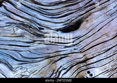 Eine Nahaufnahme eines Hintergrunds aus weißer Baumrinde Stockfoto