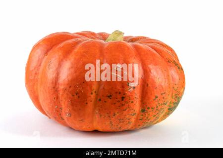 Kürbis isoliert auf Weiß mit Schatten und subtiler Reflexion. Reifer hässlicher Kürbis, orangefarbener Kürbis. Ernte. Stockfoto
