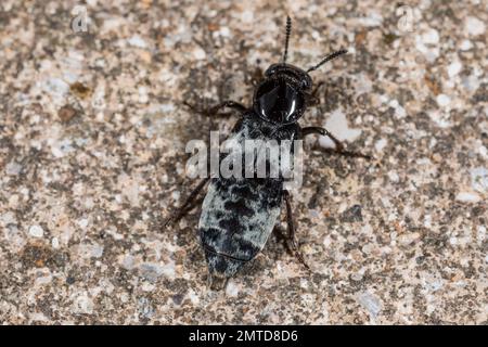 Hairy Rove Beetle (Creophilus maxillosus), Staphylinidae - Suffolk - Juli 2020 Stockfoto