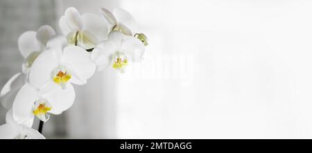 Weißer, grauer, verschwommener Hintergrund mit weißer Orchideenblume. Hochzeitshintergrund, Valentinstag. Spa und Beauty-Kulisse. Banner. Speicherplatz kopieren Stockfoto