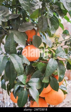 House Plant Shopping in einem Gartencenter Stockfoto