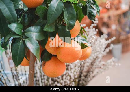 House Plant Shopping in einem Gartencenter Stockfoto