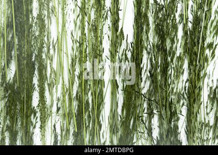 Grüner Grashintergrund von Unkraut oder Feldpflanzen. Grüne Graszweige auf weißem Hintergrund. Stockfoto