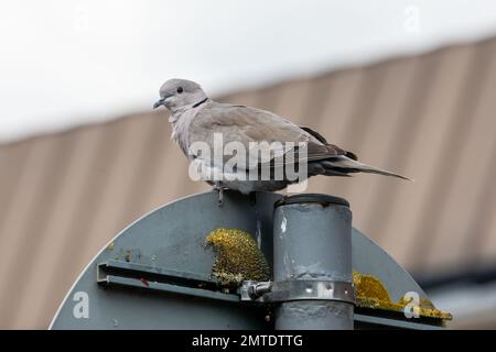 Collared Dove (Streptopelia decaocto) auf einem Metallschild, das im Juli 2020 in Ipswich, Suffolk, fotografiert wurde Stockfoto