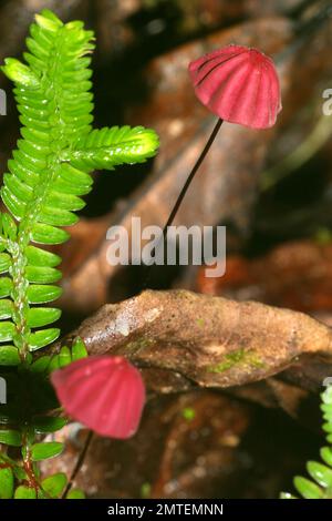 Wild Mushroom, Napo River Basin, Amazonien, Ecuador, Südamerika, Amerika Stockfoto