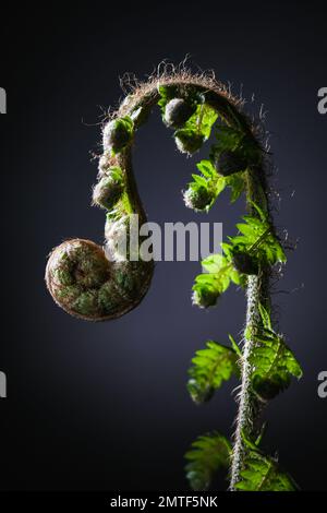 Neues Wachstum einer Fern-Pflanze. Eine nicht blühende krautige Gefäßpflanze - urheberrechtlich geschütztes Foto von Paul Slater Images Ltd - Tel. 07512838472. Stockfoto