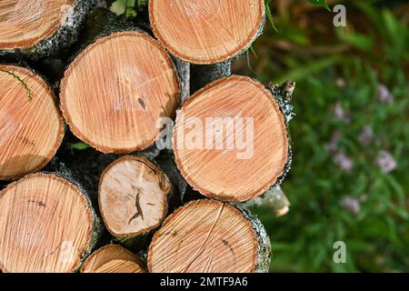 Gestapelte Protokolle. - Foto: Paul Slater Images Ltd. - Tel. 07512838472. Stockfoto